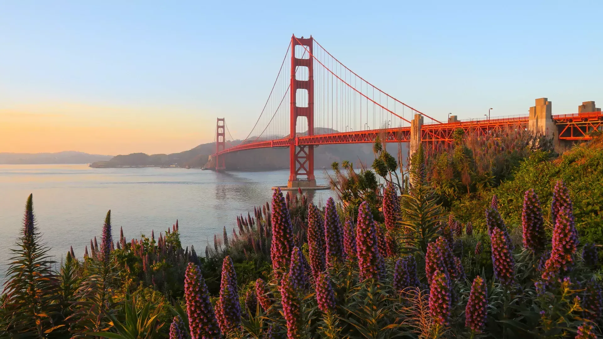 Le Golden Gate Bridge est photographié avec de grandes fleurs au premier plan.