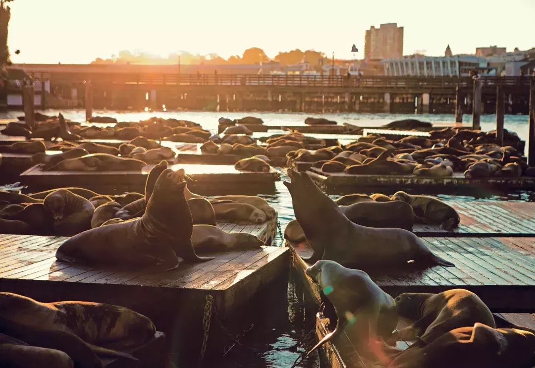 Leões marinhos descansam no cais K do PIER 39 ao Sunset