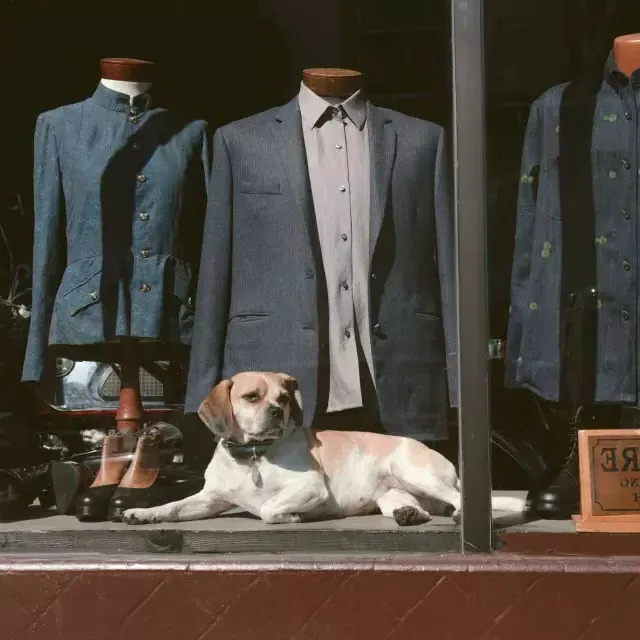 Perro en la ventana